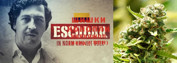 индика Абаза